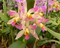 Orquidea 2
