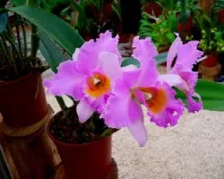 Orquidea 3