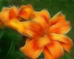 Fractal de lirio amarillo 