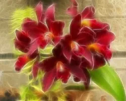 Fractal de una orquidea
