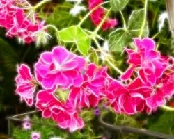 Fractal de un geranio