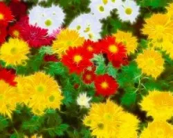 Fractal de Pomas 3  