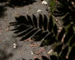 Sombras de hojas 1  