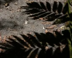 Sombras de hojas 2  