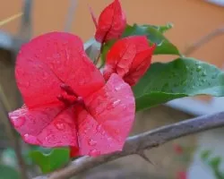 Veranera 2  
