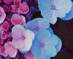 Hortensia 1