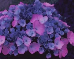 Hortensia 2