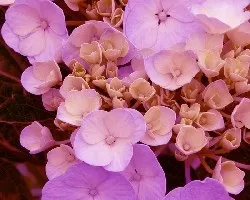 Hortensia 3