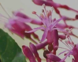 Florcita pequeniiita