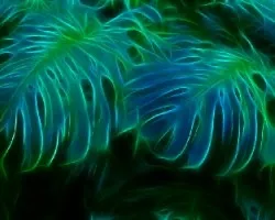 Fractal de Mano de tigre 1
