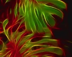 Fractal de Mano de tigre 2