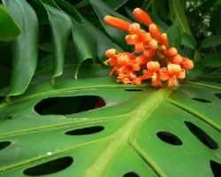 Flor 1