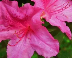 Flor 2