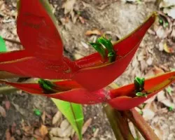 Flor 3