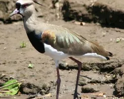 Southern Lapwing