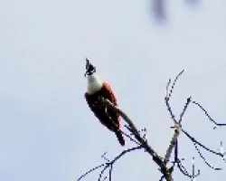 P?jaro campana (Procnias tricarunculata)