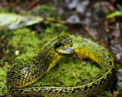 Toboba de ?rbol (Bothriechis nigroviridis)