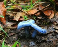 Lactarius indigo