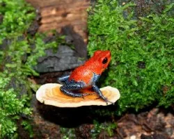 Oophaga pumilio