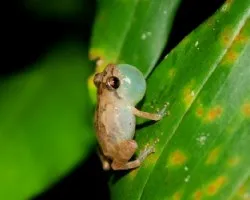 Rana Martillito (Diasporus diastema)