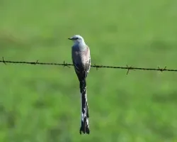 Tijereta Rosada (Tyrannus forficatus)
