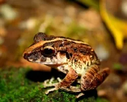 Ranita (Craugastor fitzingeri)