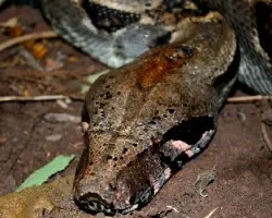 Boa constrictor