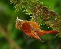 Subepalo Rojizo (Margarornis rubiginosus)