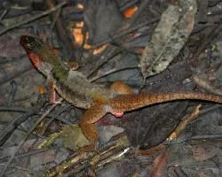 Ameiva undulata
