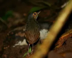 Tororoi Pechilistado (Hylopezus perspicillatus)