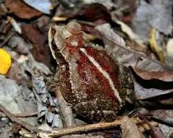 Sapo (Incilius luetkenii)