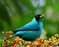 Mielero Verde (Chlorophanes spiza)