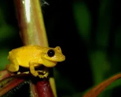Rana de Hoja (Scinax elaeochrous)