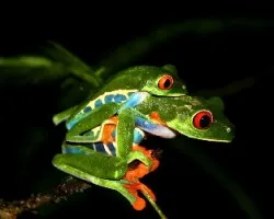 Rana Arboricola de Ojos Rojos