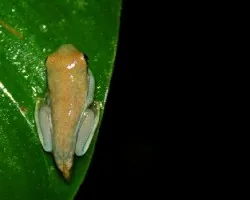 Agalychnis sp.