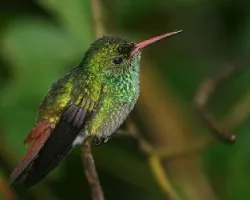 Colibri Rabirrufo (Amazilia tzacatl)