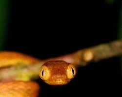 Dormilona (Imantodes inornatus)