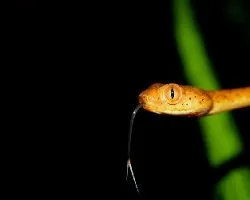 Dormilona (Imantodes inornatus)