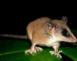 Marmosa mexicana