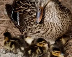 Patitos