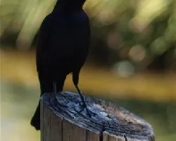 negro