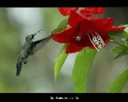 colibri