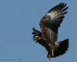Snail Kite-Rosthramus sociabilis-juvenil