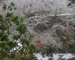 Hielo en los arbustos