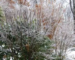 Hielo en arbustos