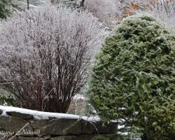 Hielo en arbustos
