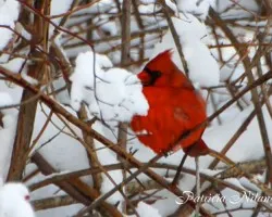 Cardenal