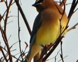 P?jaro en Maine
