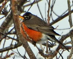 Robin o petirojo
