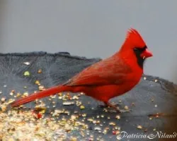 Cardenales